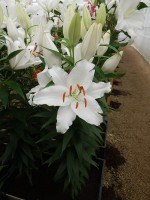 [4279 Seine Mak No01.JPG]